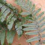 Japanese Lace Fern Leaves