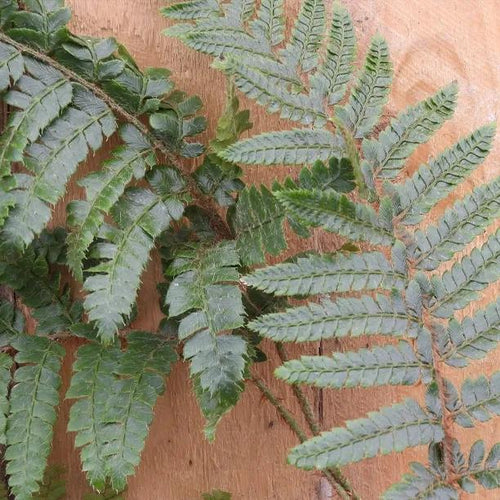 Japanese Lace Fern Leaves