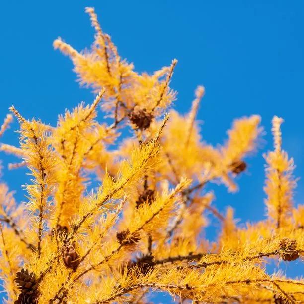 Japanese Larch Leaves in Autumn
