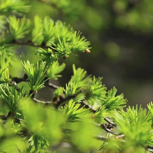 Japanese Larch Leaves in Spring