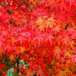 Japanese Maple leaves turned scarlet red in Autumn