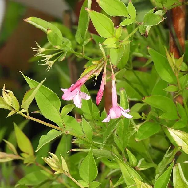 Pink Stephan Jasmine Flowers