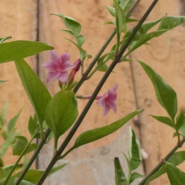 Pink Stephan Jasmine Flowers and Leaves