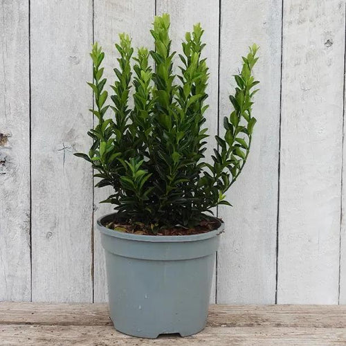 Jean Hugues Spindle Plant