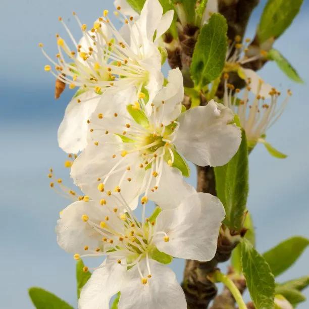 Jeffersons Gage Plum Tree Flowers