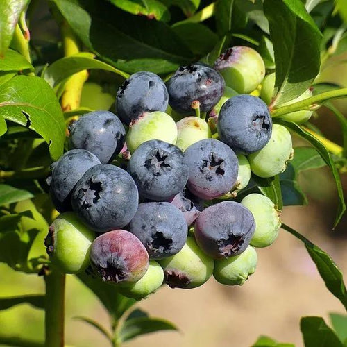 Jersey Blueberry Fruit