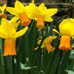 Jetfire Daffodil Flowers