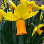 Yellow/Orange Jetfire Daffodil Flowers