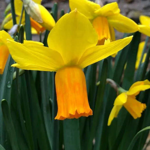 Yellow/Orange Jetfire Daffodil Flowers