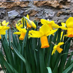 Jetfire Daffodils Flowering in Spring