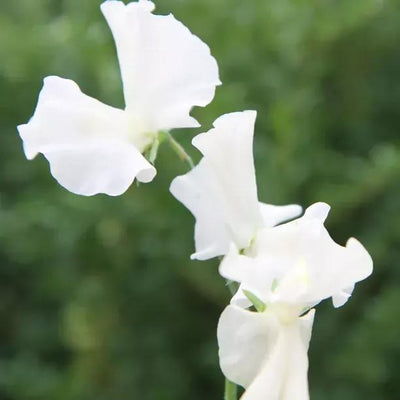 Jilly Sweet Pea Flowers