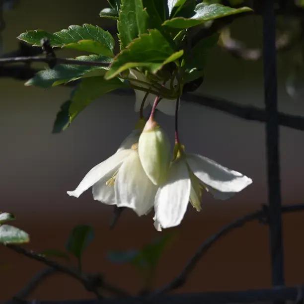 Jingle Bells Clematis Flowers