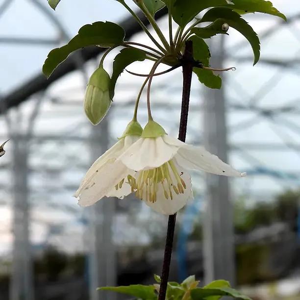 Jingle Bells Clematis Flower