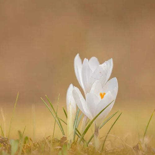 Joan of Arc Crocus Flowers - White