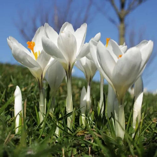 Joan of Arc Crocus Flowers in Spring
