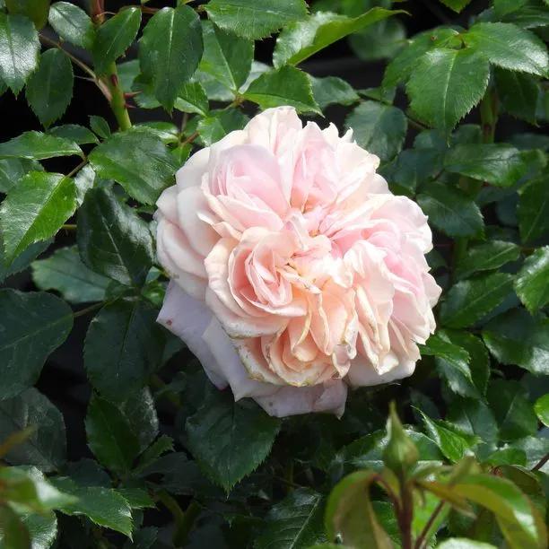 Joie de Vivre Floribunda Rose Flowers