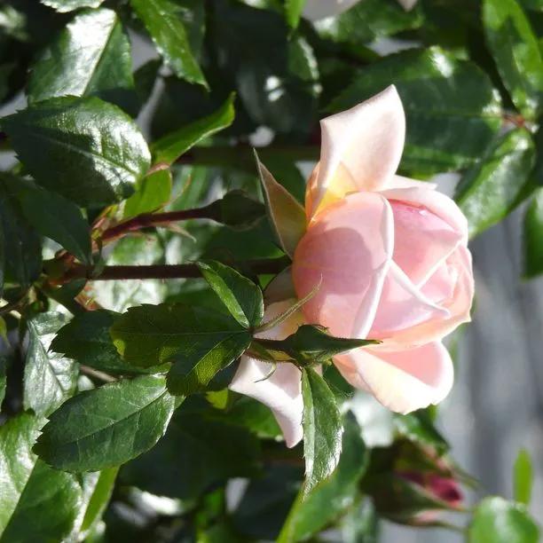 Joie de Vivre Floribunda Rose Flowers