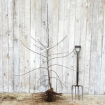 Bareroot Jonagold Bush Size Apple Tree