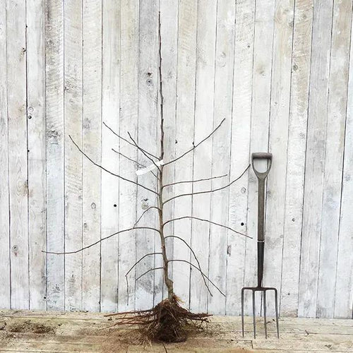 Bareroot Jonagold Bush Size Apple Tree