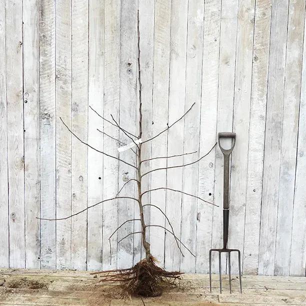 Bareroot Jonagold Bush Size Apple Tree