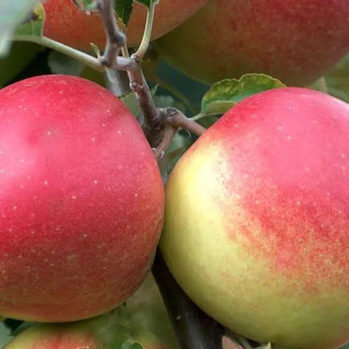 Jonagold Apples on the tree