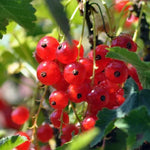 Jonkheer Van Tet Redcurrants on the Bush