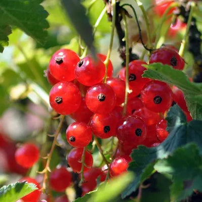 Jonkheer Van Tet Redcurrants on the Bush