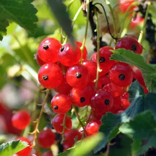 Jonkheer Van Tet Redcurrants on the Bush