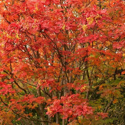 Mature Sorbus Joseph Rock Rowan tree
