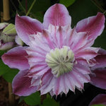 Josephine Clematis Flowers