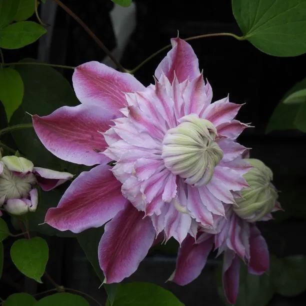 Josephine Clematis Flowers