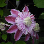 Josephine Clematis Flowers