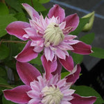 Josephine Clematis Flowers