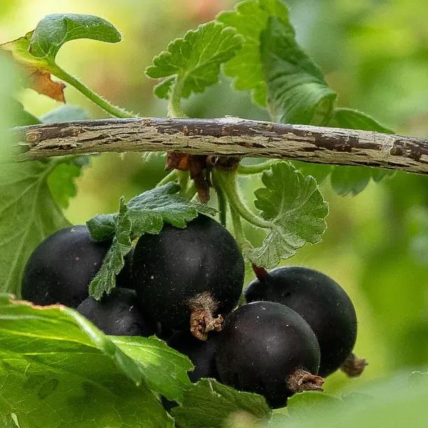 Original Jostaberries on the bush