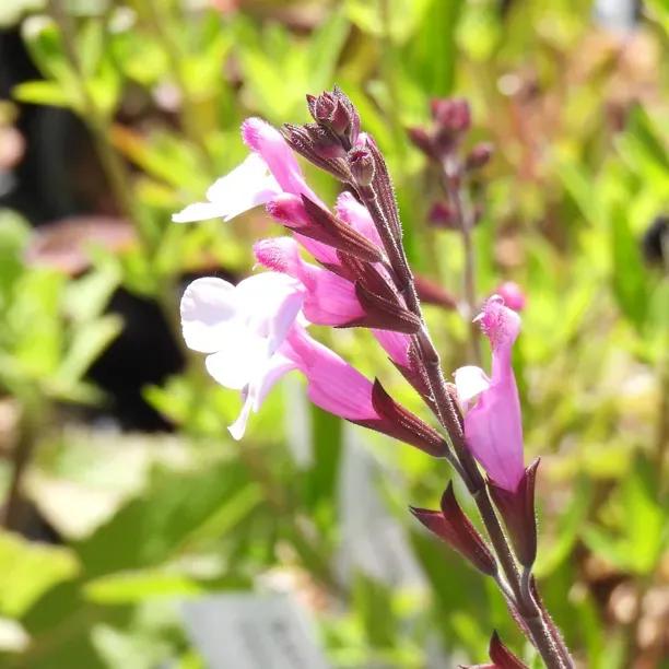 Joy Salvia perennial plant showing pink and white tubular flowers on dark purple stems in garden setting