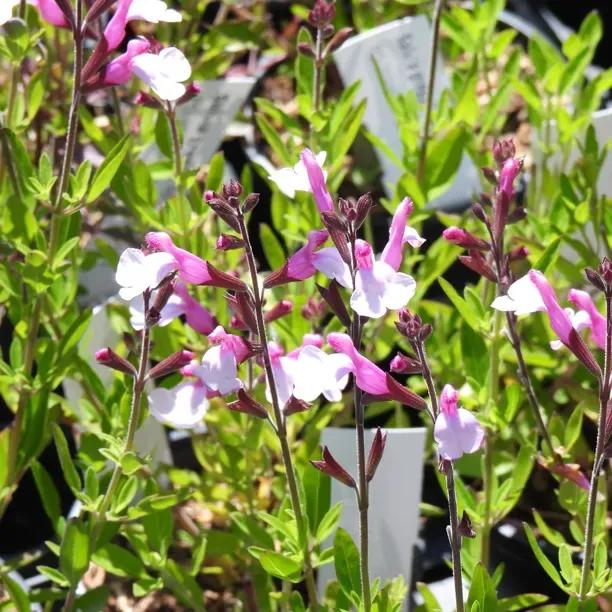 Joy Salvia perennial plants with pink and white flowers blooming in garden setting