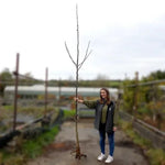 Bareroot Common Walnut Standard Tree 8cm to 10cm girth