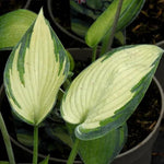 June Hosta Leaves