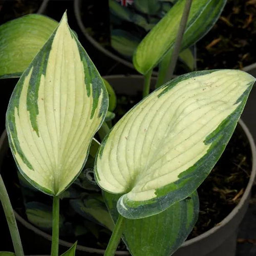 June Hosta Leaves