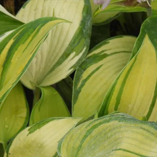 June Hosta Leaves