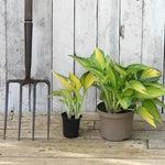 Hosta Plants in P9 and 2 Litre Pots