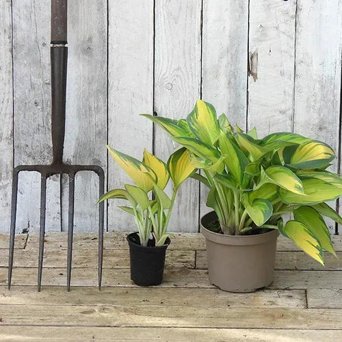 Hosta Plants in P9 and 2 Litre Pots