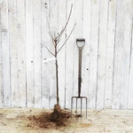 Bareroot Jupiter Apple Bush Tree