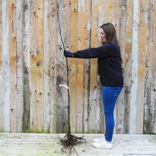 Bareroot Jupiter Apple Tree Maiden Size