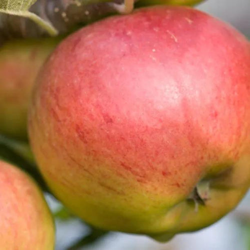 Jupiter Apples on the tree