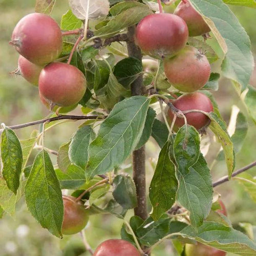 Jupiter Apples on the tree