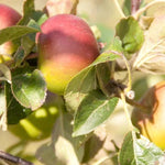 Jupiter Apples on the tree