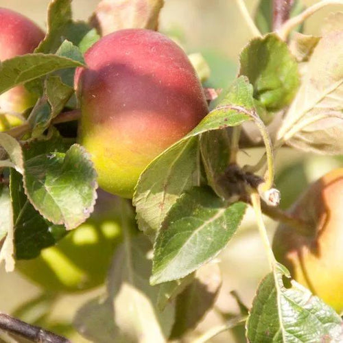 Jupiter Apples on the tree