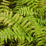 Jurassic Gold Fern Leaves