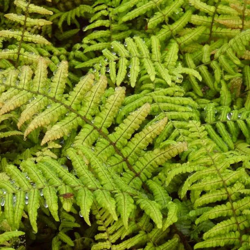 Jurassic Gold Fern Leaves